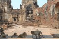 Lạ lùng khu tàn tích cổ trở thành thánh địa loài khỉ