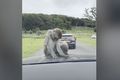 Video: Đàn khỉ hoang vây quanh xe du khách ở Anh
