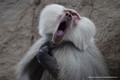 Loạt ảnh hé lộ bộ mặt hài hước "khó đỡ" của thế giới động vật