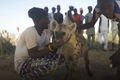 Video: Nghề huấn luyện linh cẩu ở Nigeria