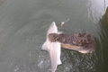 Video: Cá sấu ăn thịt cá mập ngay trước mặt người câu cá