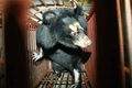 Video: Câu chuyện về chú gấu ngựa "bất hạnh" nhất thế giới