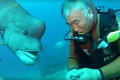 Video: Tình bạn kéo dài hơn 25 năm giữa ông lão và con cá mặt người
