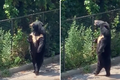 Video: Chú gấu đen hờ hững,dạo bước đi bằng 2 chân "ngắm cảnh"