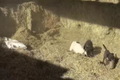 Video: Đống rơm vừa được nâng lên, bầy chó đã lao vào cuộc chiến nảy lửa