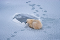 Gấu Bắc Cực có thể tồn tại ở Nam Cực không?