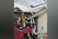 Video: Con trăn ẩn nấp ở ngay trần nhà sau khi ăn thịt mèo cưng