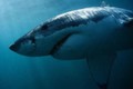 Video: Cá mập trắng hung hãn cắn xé hải cẩu và cái kết thật bất ngờ