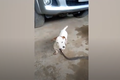 Video: Sốc cảnh chó giết chết rắn rồi ngoạm cổ lôi về nhà