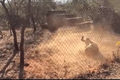 Video: Hổ đang chơi đùa trong vườn thú, bỗng lên cơn co giật rồi tử vong