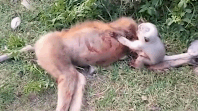 Video: Khỉ con than khóc, ôm chặt lấy xác khỉ mẹ bị xe tông chết