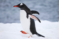 Video: Băng tan khiến một chim cánh cụt tách khỏi đàn và cái kết