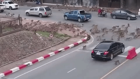 Bầy khỉ hoang ngàn con tấn công thị trấn ở Thái Lan