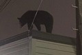Gấu đen hơn 1 tạ xuất hiện trên nóc nhà dân ở New Jersey