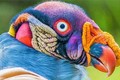 10 loài chim giống “người ngoài hành tinh” hơn động vật 