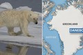 Video: "Quái vật" Bắc Cực bất ngờ trồi lên, đoạt mạng hải cẩu trong chớp mắt
