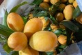 Loại quả vàng óng, hội tụ hương thơm từ 4 thứ quả