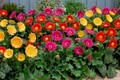 5 loại hoa nghe tên đã thấy may mắn trồng trước nhà 