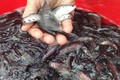 Loài cá xưa không ai thèm ăn nay bán 330.000 đồng/kg