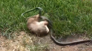 Thỏ mẹ điên cuồng tấn công rắn để giải cứu con non 
