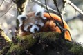 Video: Gấu trúc đỏ bị tóm sau khi trốn khỏi vườn thú đi “ngao du” 