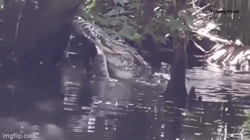 Sốc cảnh cá sấu khổng lồ nuốt chửng đồng loại 