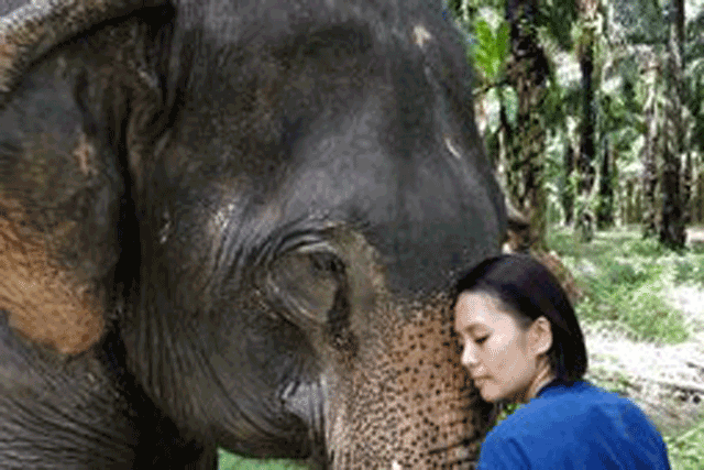 Hành trình xúc động giải cứu "chú voi cô độc nhất thế giới"