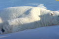 Video: Gấu Bắc Cực cứu chiếc camera giấu kín bị lật