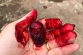 Quả dại kỳ lạ ở Việt Nam: Nhựa chảy đỏ tươi như máu người