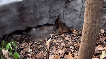 Video: Giải cứu con khỉ bị mắc kẹt giữa những tảng đá
