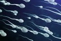 Số lượng tinh trùng của nam giới giảm 50% trong 50 năm