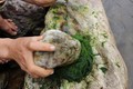 Đặc sản mọc dại trên đá ở Việt Nam, vớt về kiếm nửa triệu/ngày