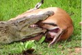 Linh dương Impala thoát chết ngoạn mục trước hàm cá sấu