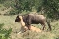 Linh dương đầu bò nỗ lực giành sự sống trước hàm sư tử 