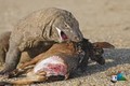 Những pha săn mồi đáng sợ của rồng Komodo 