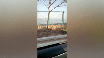 Video: Thót tim cảnh hổ xổng chuồng đi lang thang trên lề đường
