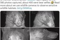 Gấu hoang dã nổi tiếng mạng xã hội với gần 500 tấm ảnh selfie