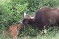 Video: Màn săn bò tót “siêu tốc” của hổ Sumatra 
