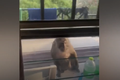 Video: Khỉ hoang lấy trộm nước du khách ở Thái Lan