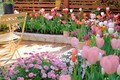 Khu vườn sở hữu đến 200 cây hoa tulip của cô gái trẻ