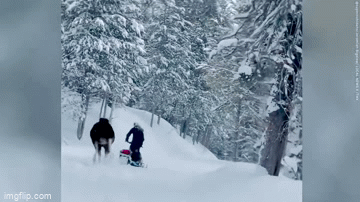 Video: Người trượt tuyết thoát chết khi bị nai sừng tấm tấn công
