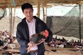 Nuôi gà thả đồi, nông dân ở Lai Châu thu hơn 1 tỷ/năm