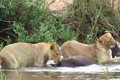Clip: Sư tử dùng sở đoản để săn giết trâu rừng