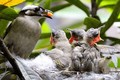 Chim mẹ luôn bỏ đói một số con khi cho các chim con ăn?