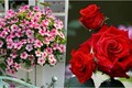 4 loại hoa chuyên trồng ban công, phát triển tốt, hoa nở quanh năm