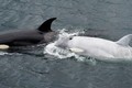 Phát hiện cá voi sát thủ trắng hiếm thấy ở California