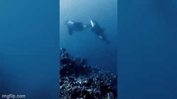 Video: Thợ lặn bơi cạnh bầy cá voi sát thủ quý hiếm ở Indonesia