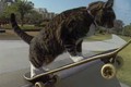 Mèo biết trượt ván, chơi trò đập tay như người