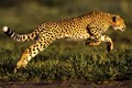 Bí quyết giúp báo gê-pa trở thành loài chạy nhanh nhất thế giới