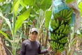 Chàng hot boy nông dân trồng thứ cây bình dân mà thu tiền tỷ